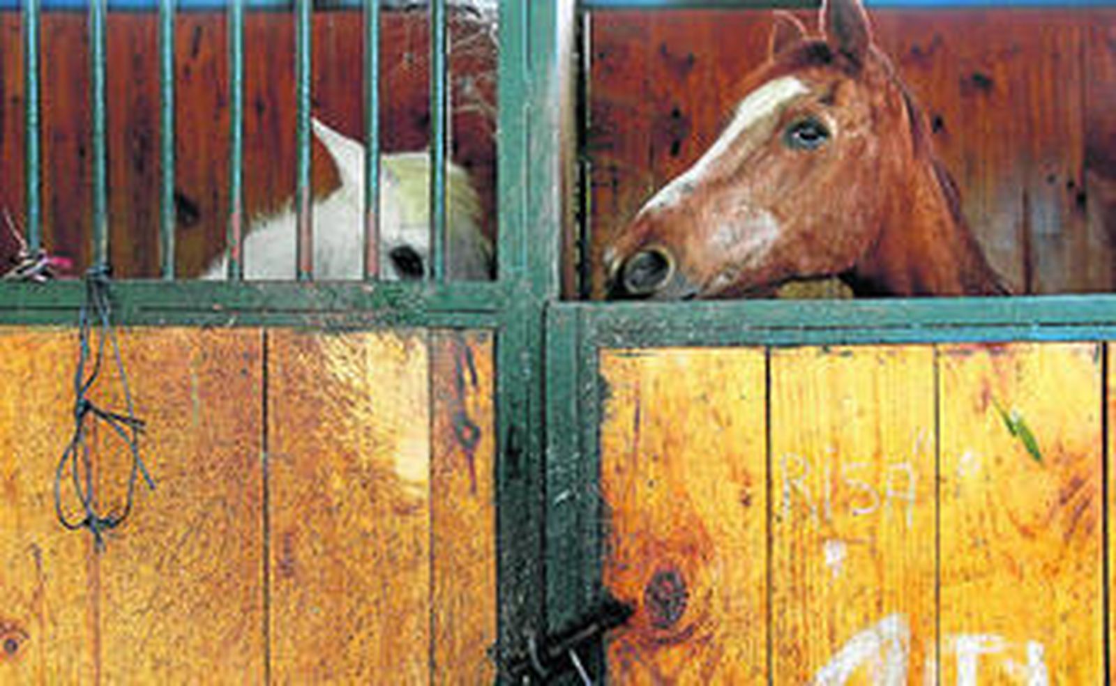 Dos de los animales recogidos en las instalaciones del CYD Santa María, que se subvenciona exclusivamente con la ayuda de los socios.