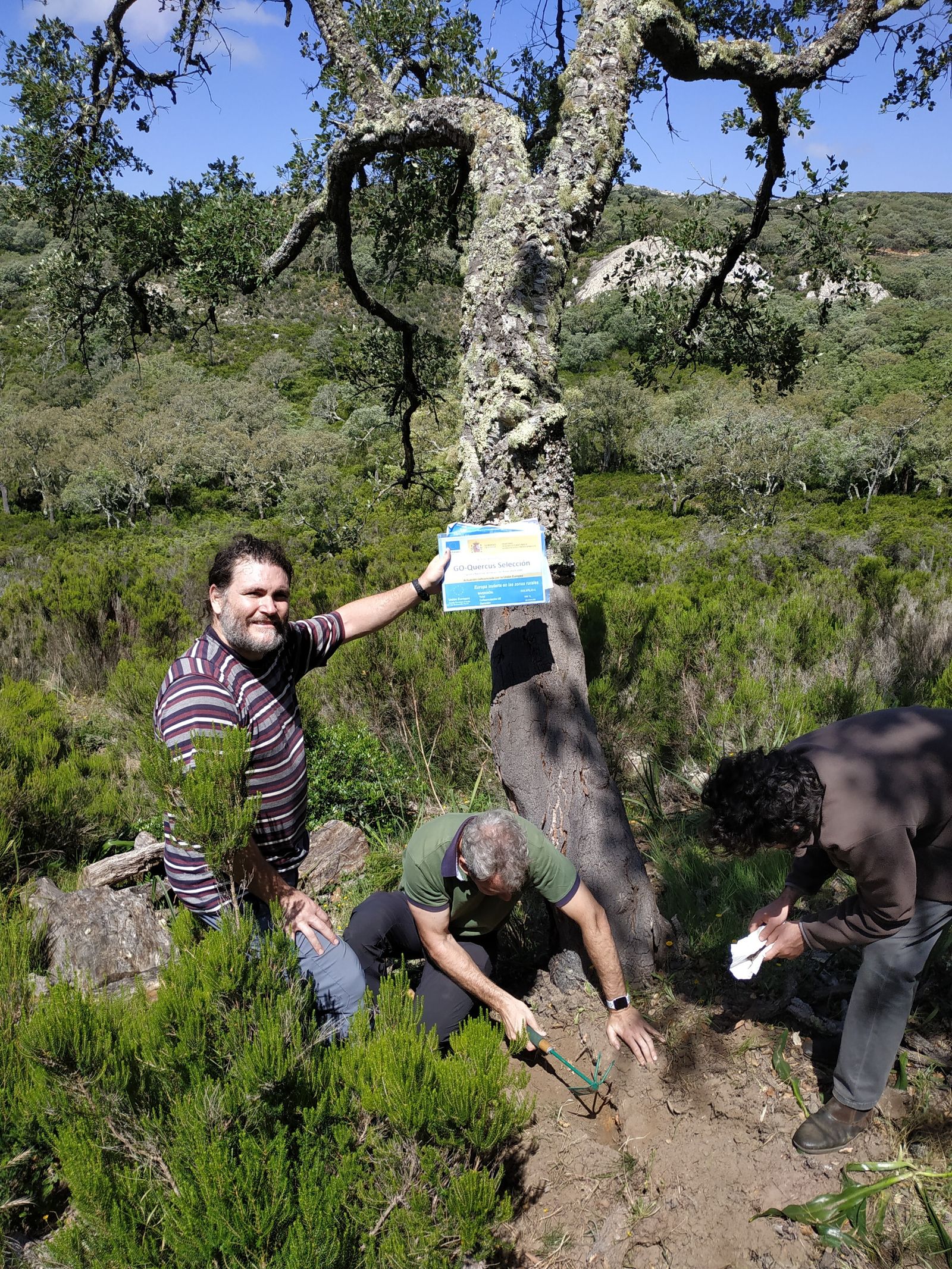 Trabajos en los alcornocales.