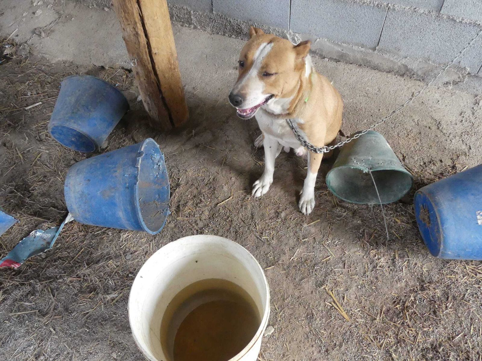 Uno de los perros rescatados en Güéjar Sierra.