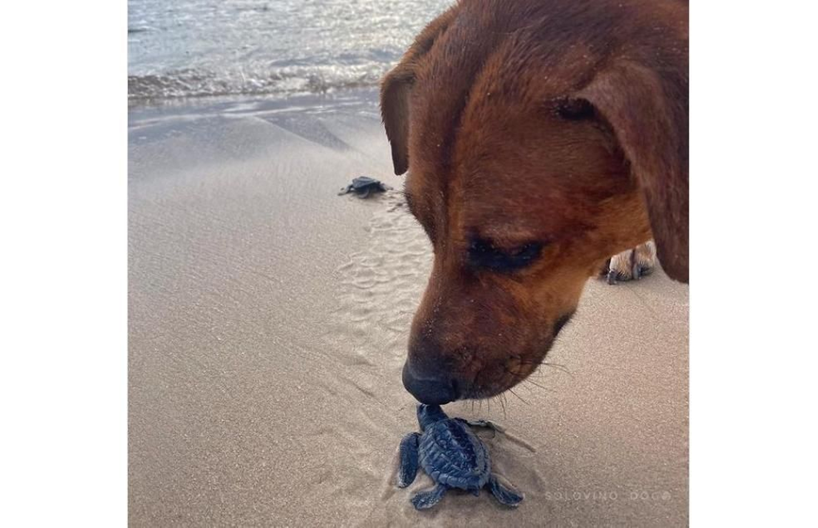 Un perro protege a las tortugas recién nacidas en la playa para que lleguen al mar