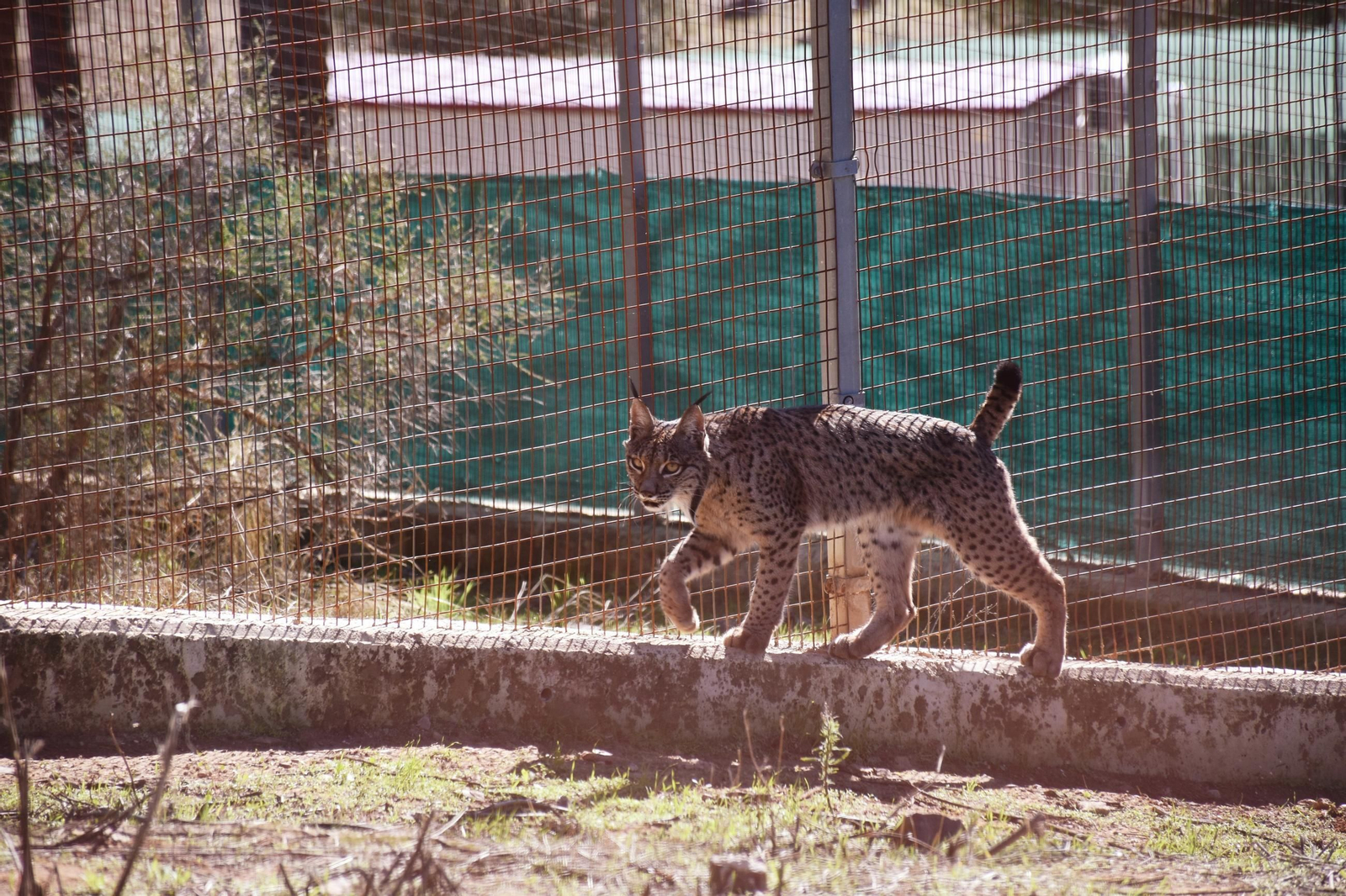 Visita Centro Cría Lince Andalucía Murcia.