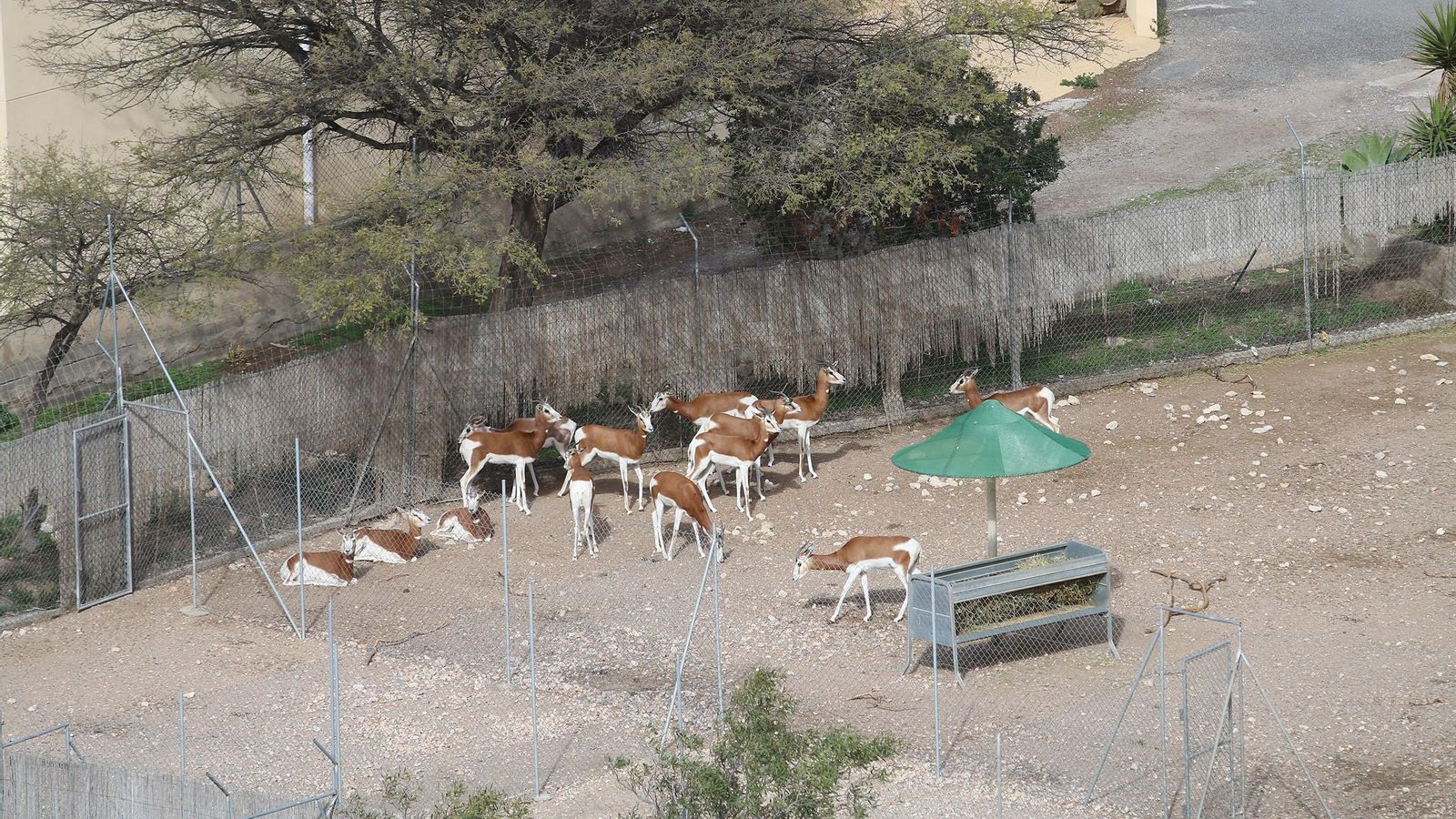 El parque de recuperación de la fauna sahariana en la finca experimental de La Hoya El parque de recuperación de la fauna sahariana en la finca experimental de La Hoya