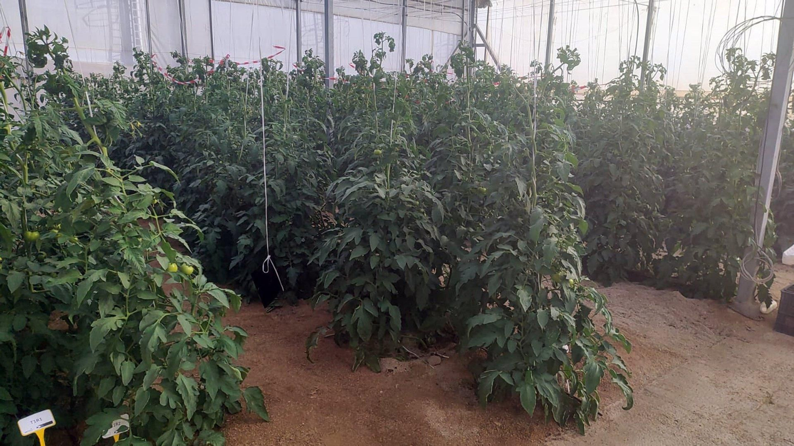 Tomateras de invernadero donde se ha realizado el ensayo.