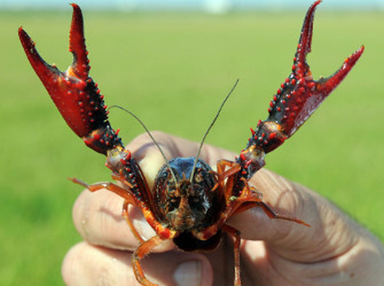 Un ejemplar de cangrejo rojo. / D.S.
