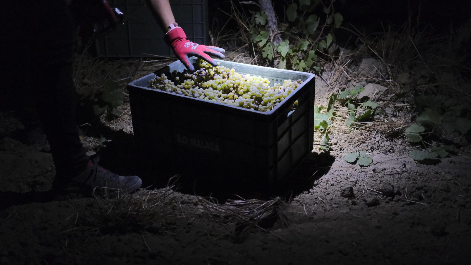 Las cajas no pasan de los 30 kilos de peso para evitar daños en el transporte.