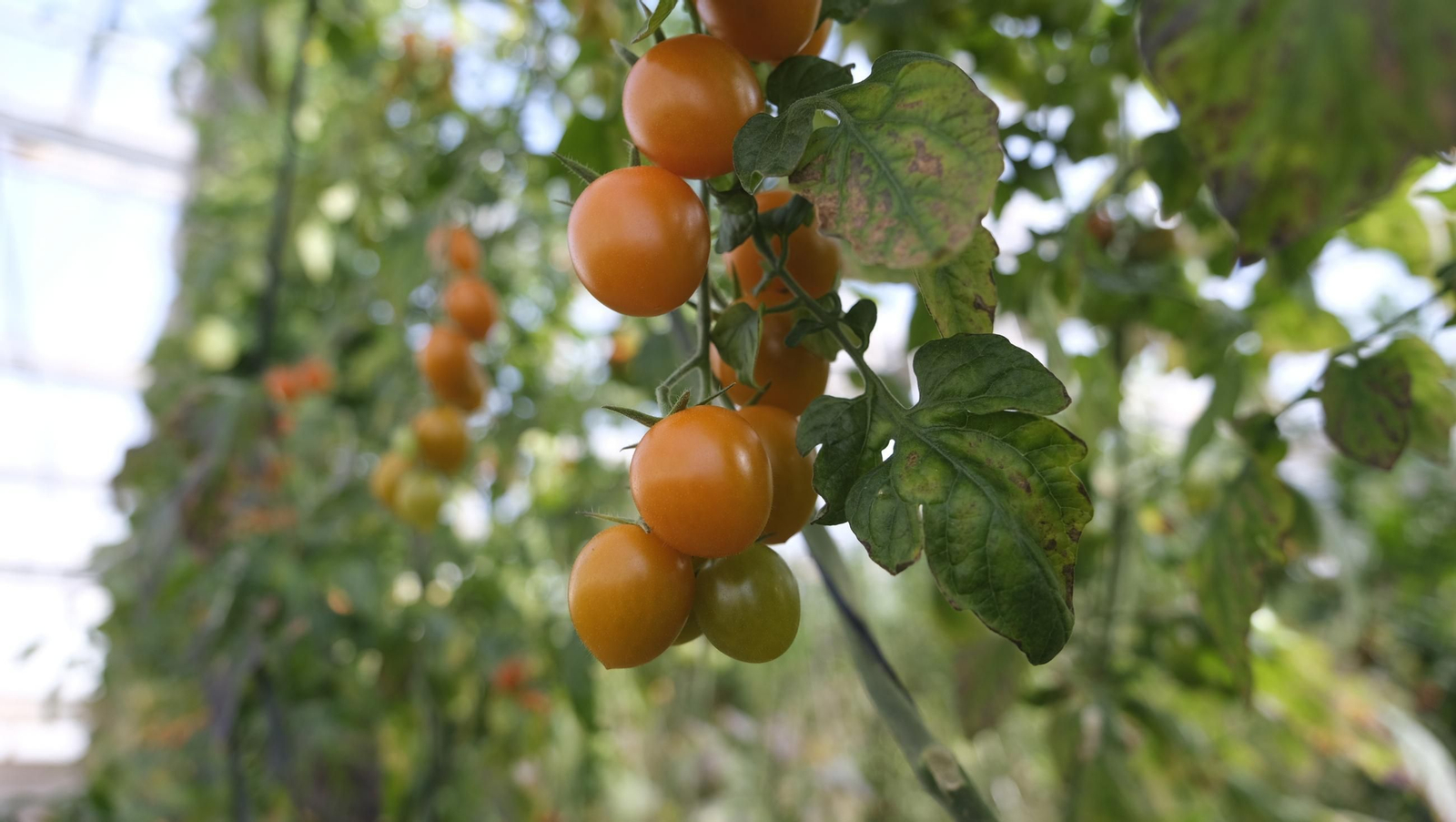 50 años de la Estación Experimental Cajamar-Las Palmerillas, en fotos