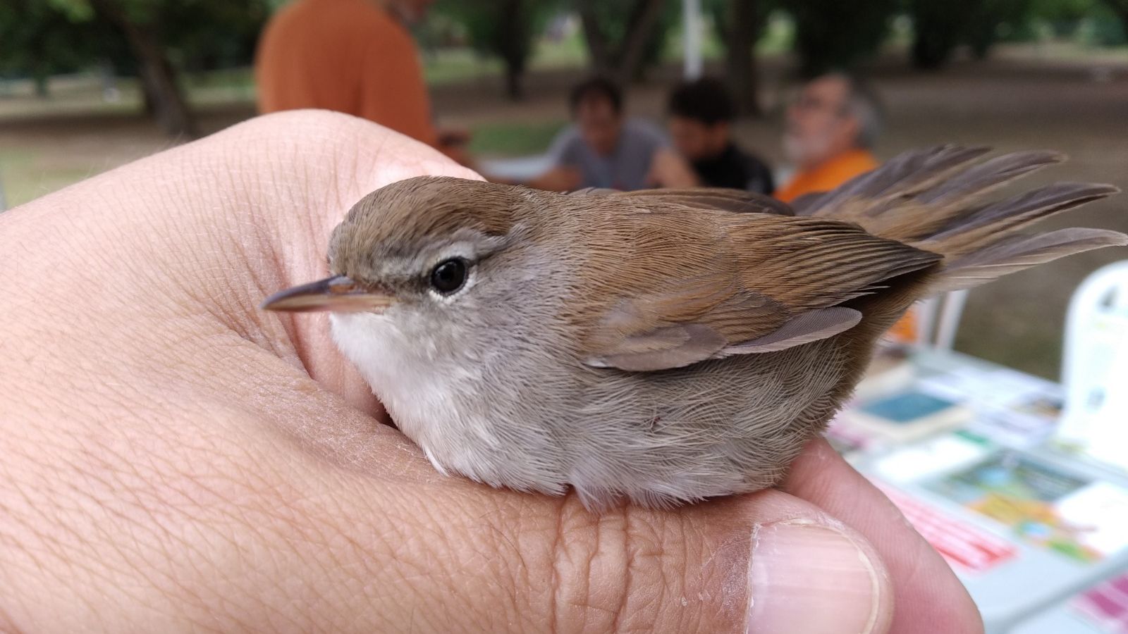 Otro ejemplar de ave para anillar.
