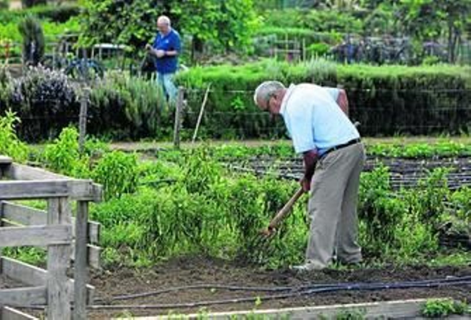 Huertos urbanos del parque de Miraflores, pertenenciente a la barriada de Pino Montano.