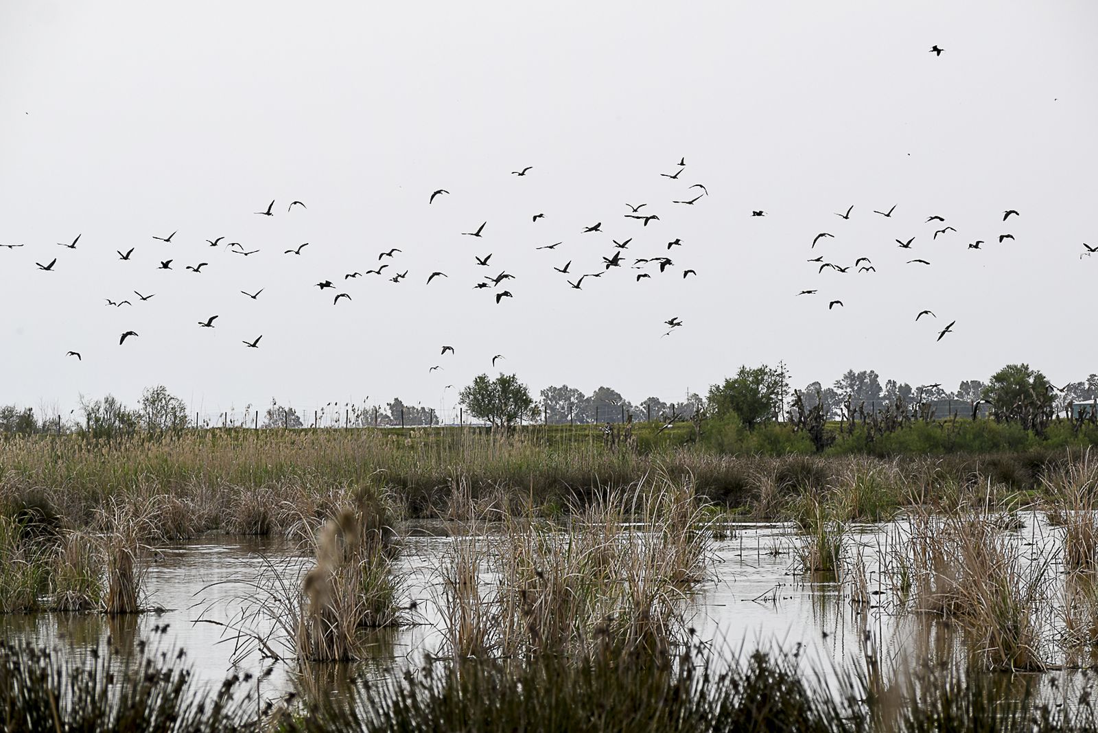 Humedal El Pantano de Los Palacios.