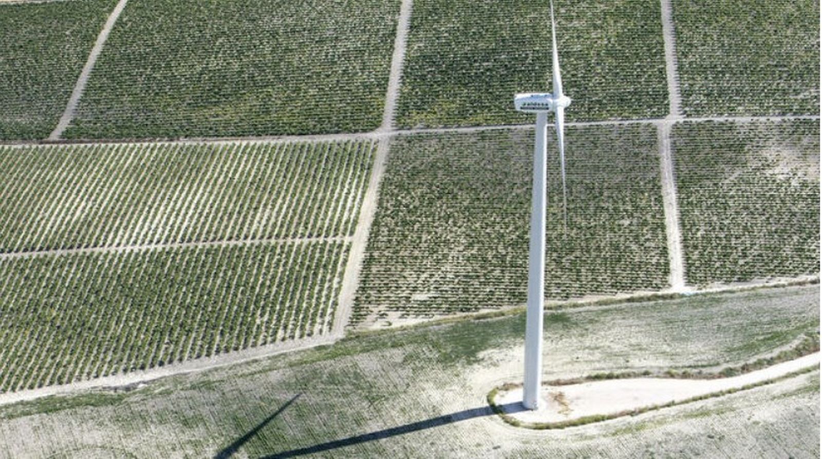 Un aerogenerador junto a parcelas de viñedo del Marco de Jerez.