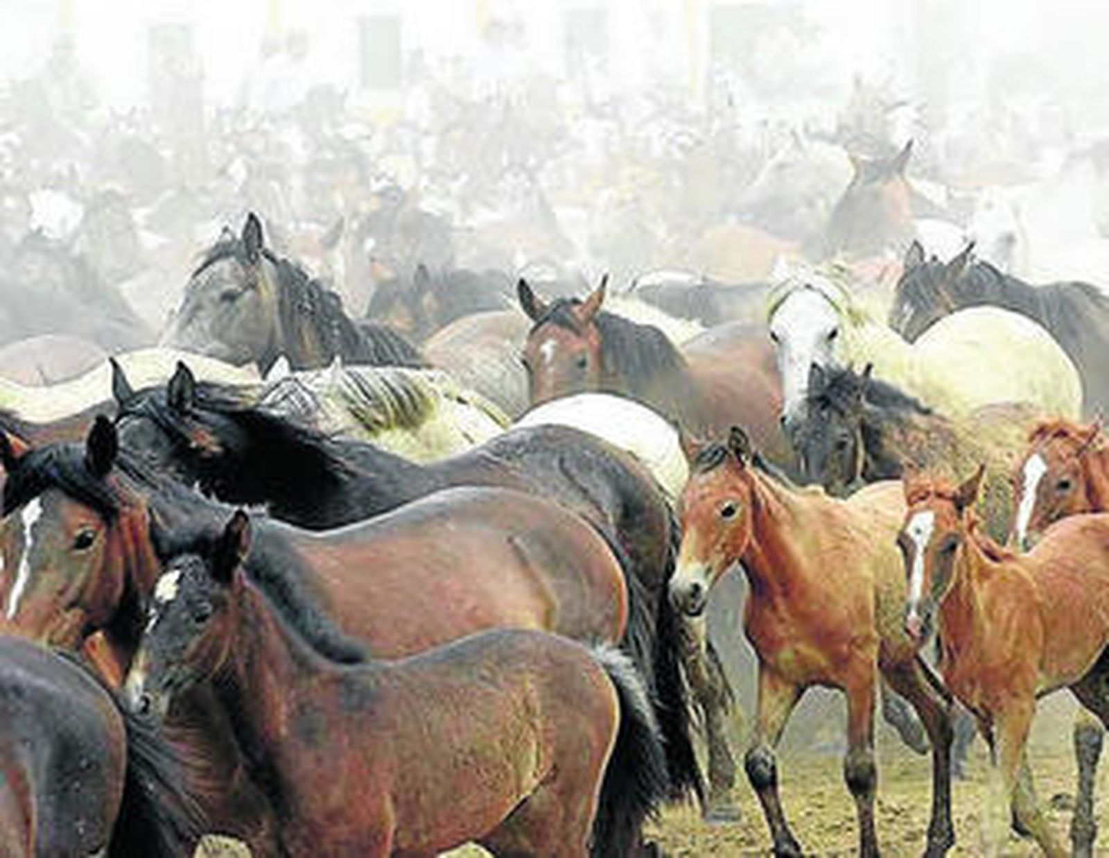 Un grupo de yeguas marismeñas con sus potros.