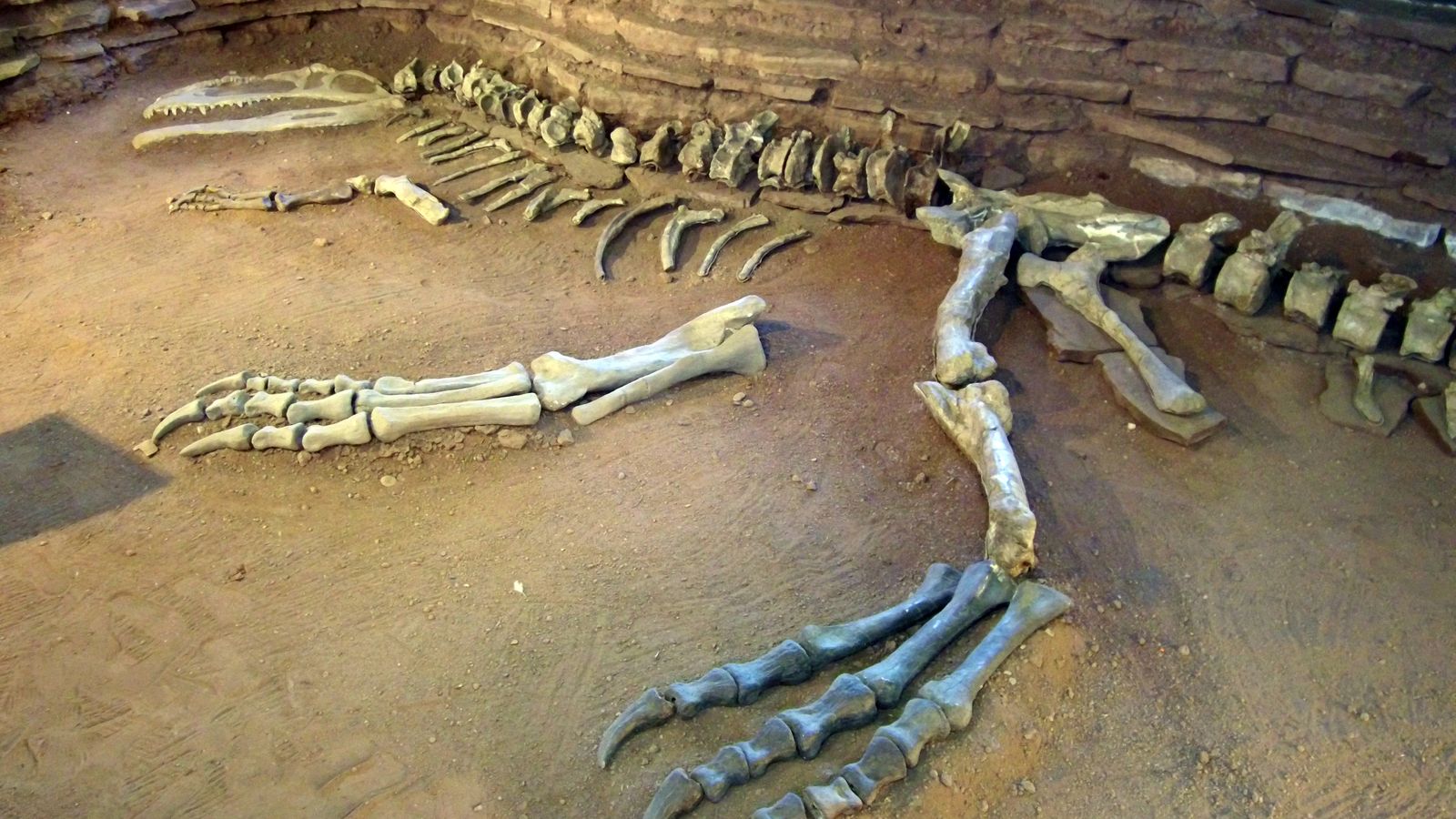 Esqueleto de Giganotosaurus en el Museo Ernesto Bachmann (Villa El Chocón, Argentina).