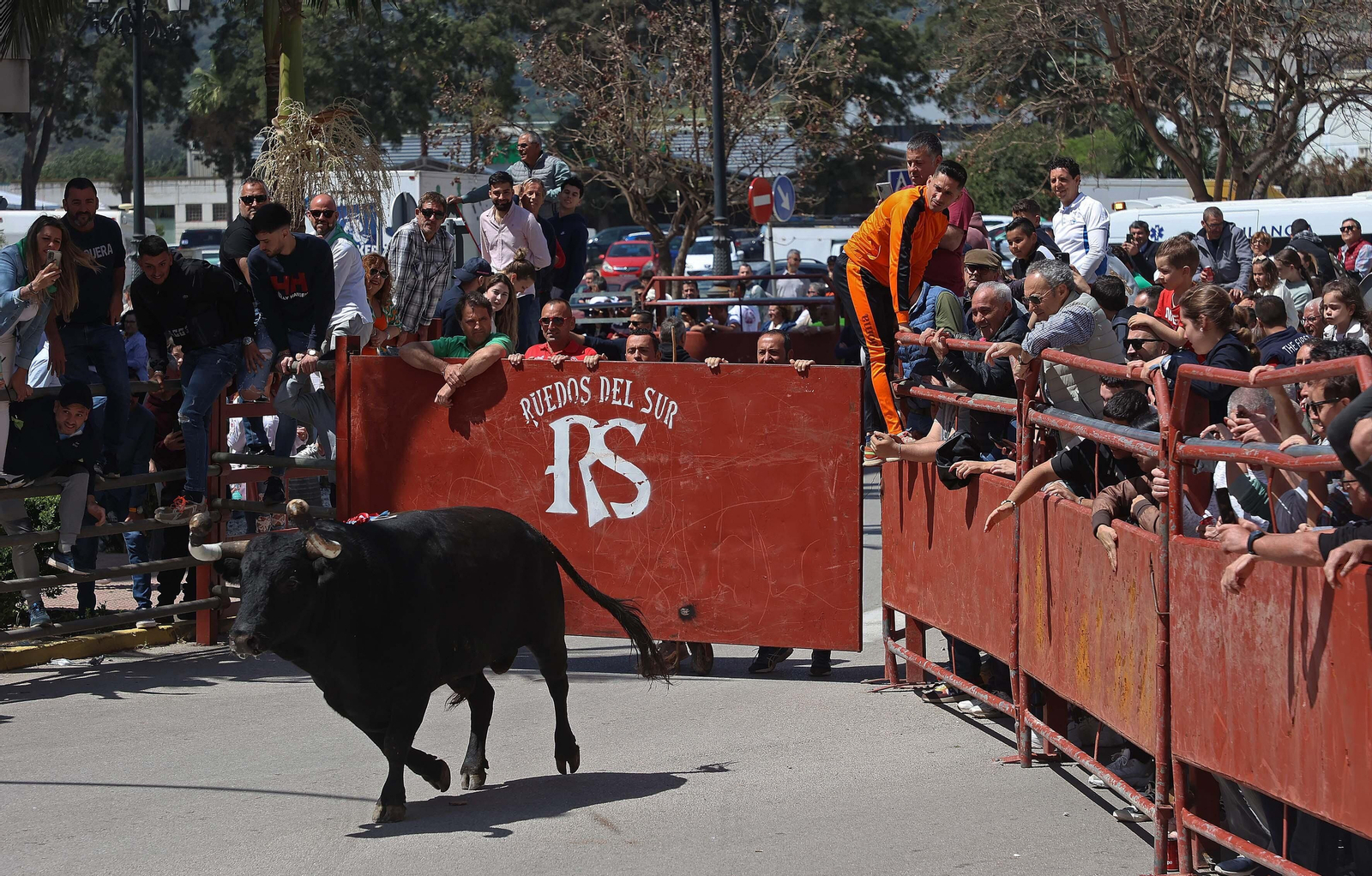 Las mejores fotos del Toro Embolao de Los Barrios 2024
