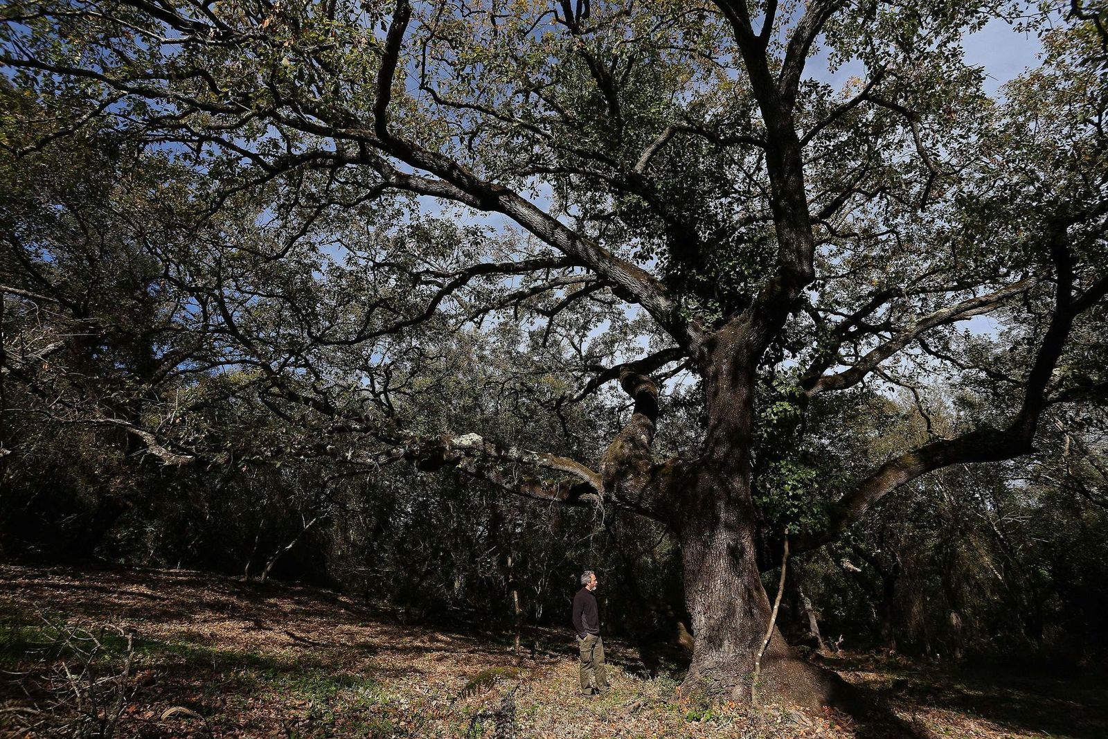 Un paraje de la finca La Almoraima, en Castellar de la Frontera.