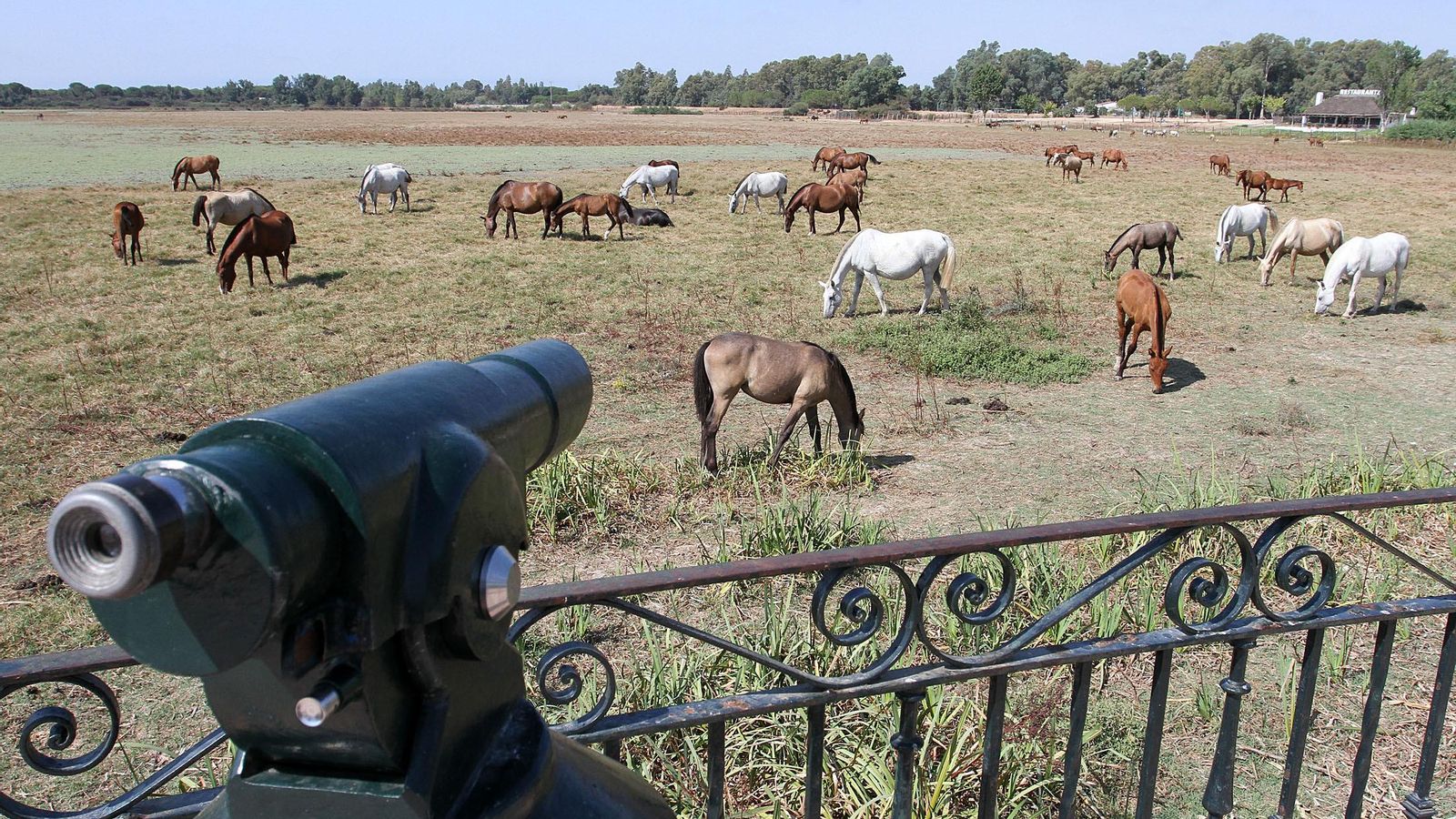 Vista de la marisma desde el mirador de El Rocío.