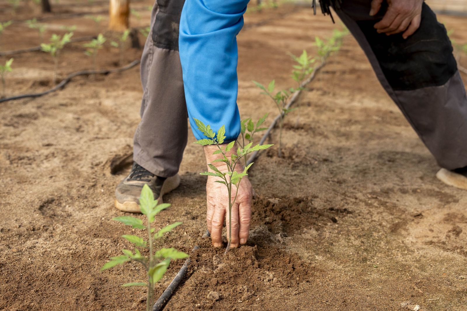 La primavera se planta en invierno entre sandías y tomates almerienses