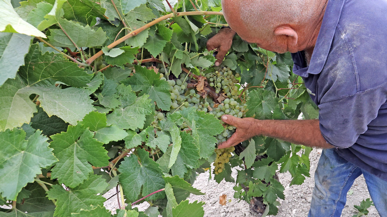 Vendimia a mano en Viña el Candelero en Jerez