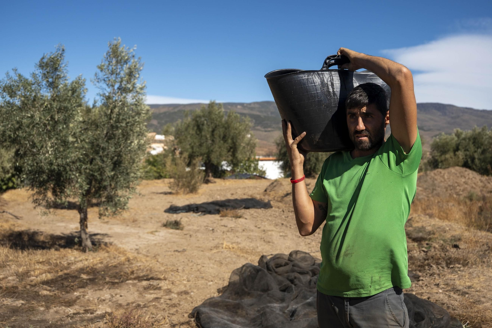 Las imágenes de la campaña recogida de acetuna en Fiñana