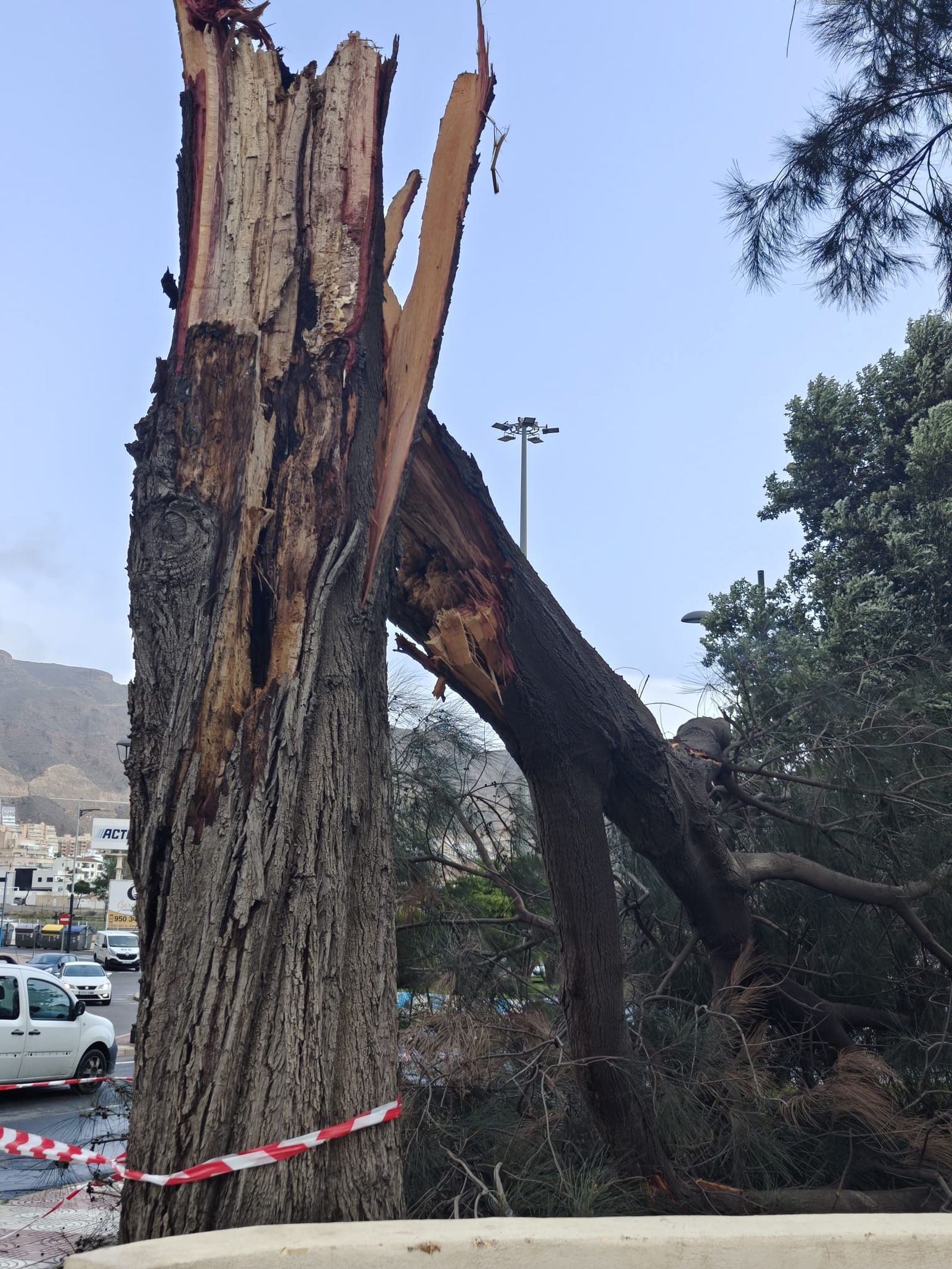Árboles tronchados en Aguadulce.