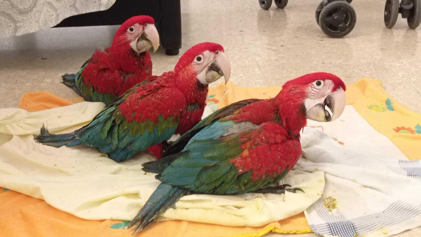 El parque 'Loro Sexi' de Almuñécar cuenta con tres nuevos ejemplares de guacamayos rojos nacidos en el centro