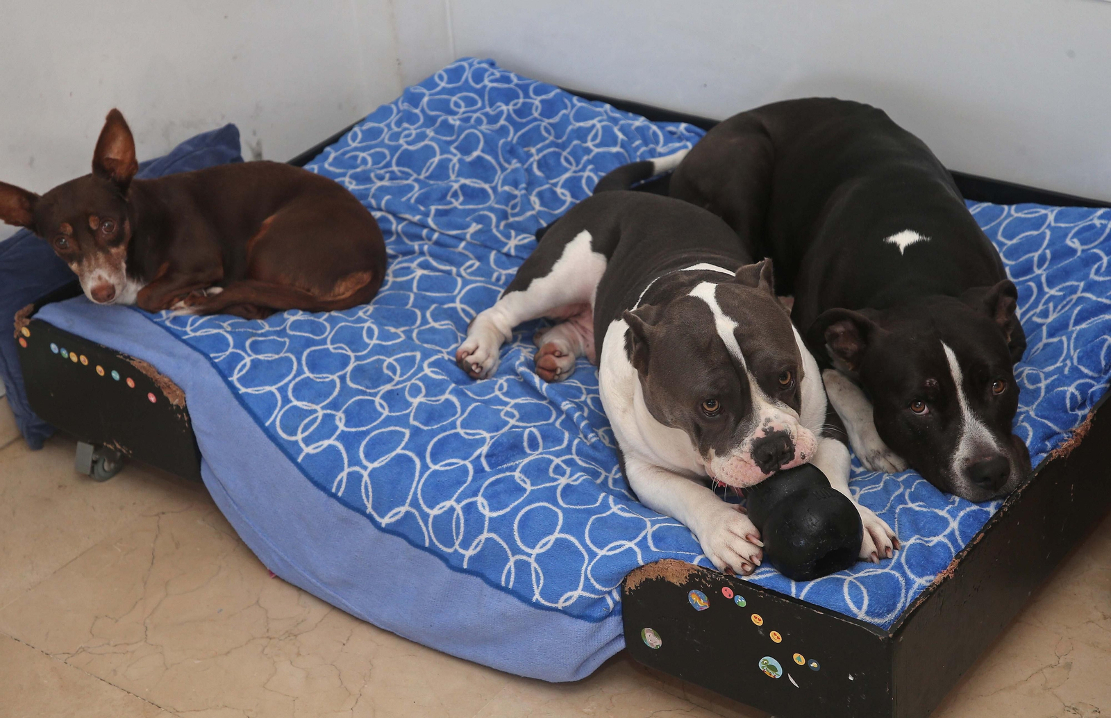 Fotos del encantador de perros de Algeciras