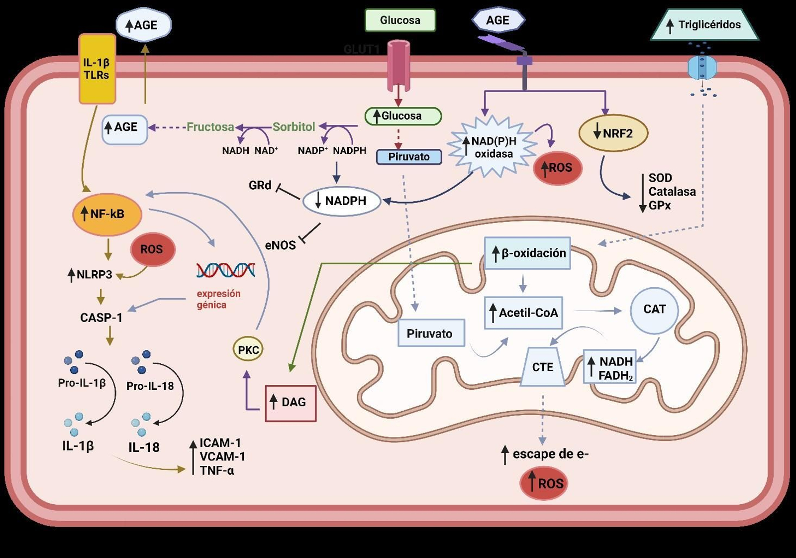 Metabolismo en T2DM en células endoteliales. Metabolismo en T2DM en células endoteliales.