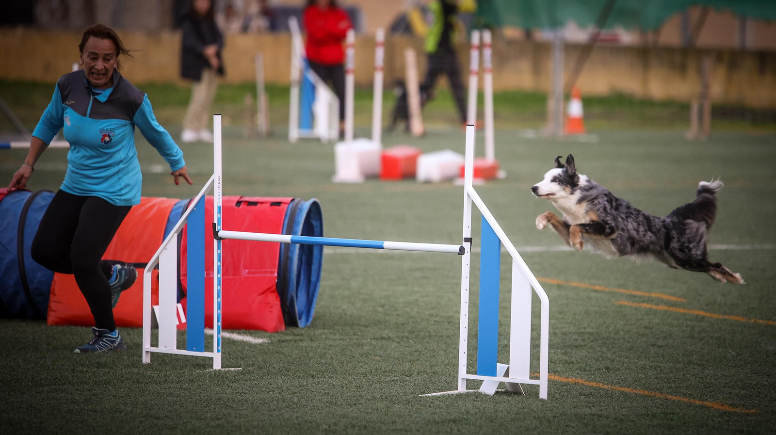 Habilidad canina en la prueba puntuable para el Campeonato de España de 'Agility' celebrado en Jerez Espectaculares las pruebas de disciplina canina puntuables para el Campeonato de España de Agility