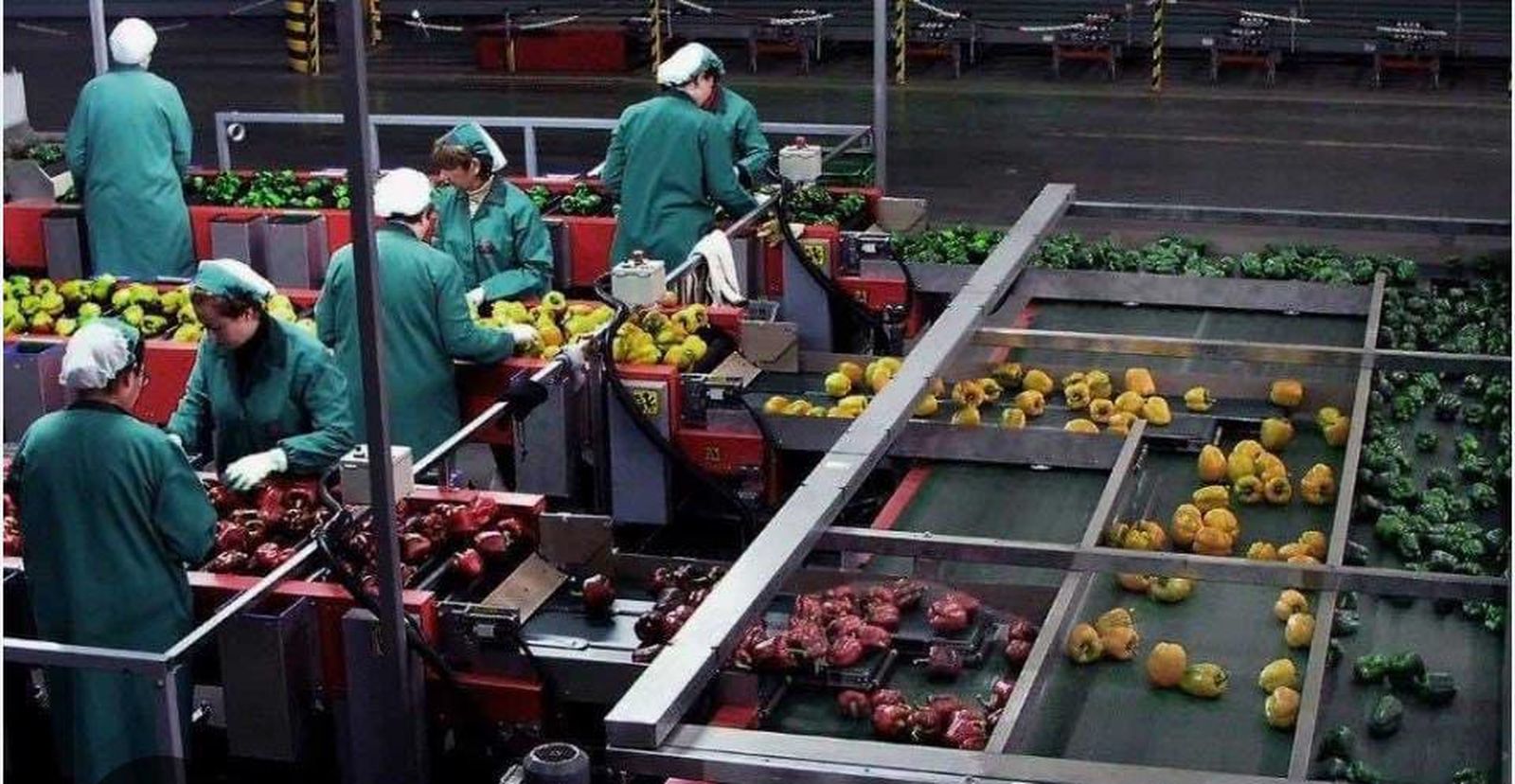 Trabajadoras de una cooperativa hortofrutícola.