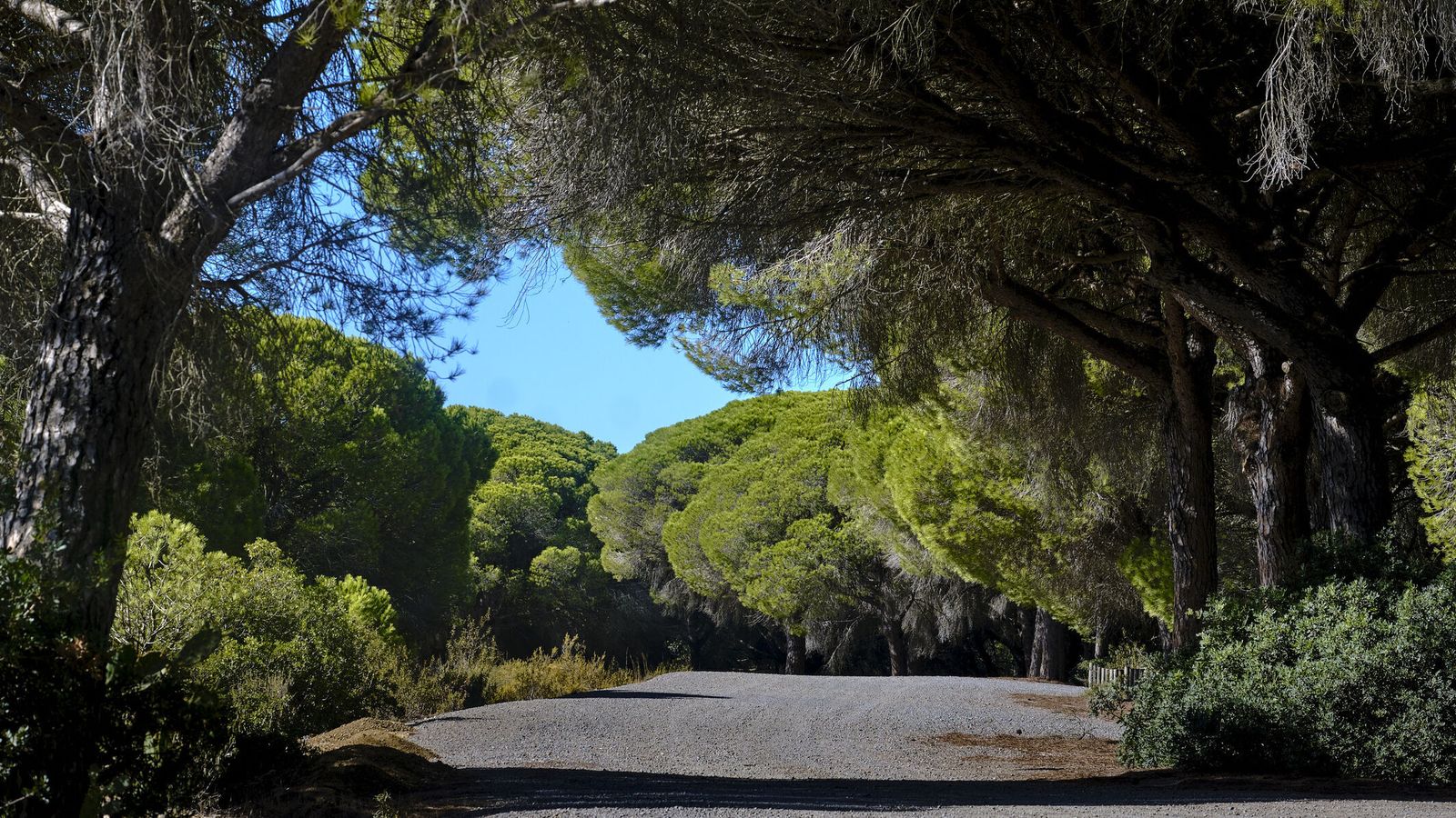 Día Europeo de los Parques Naturales: Descubre los secretos verdes de la provincia de Cádiz