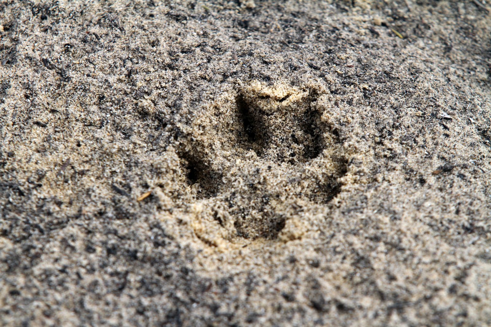 Imágenes de las consecuencias del incendio de Moguer