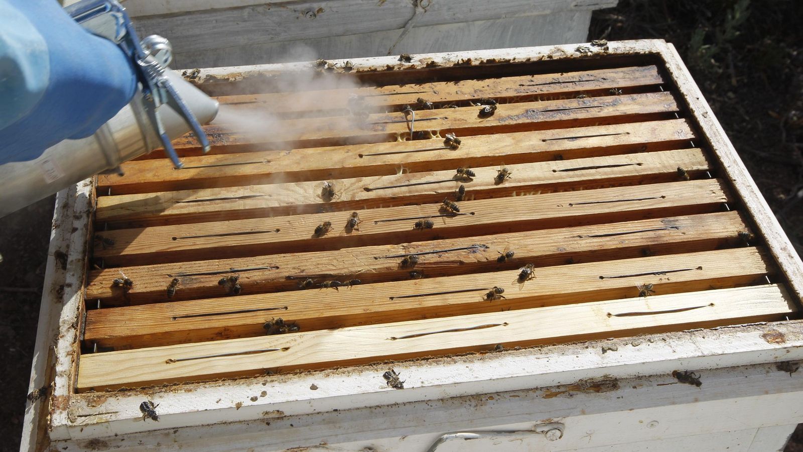 El humo sirva para minimizar el riesgo de picaduras