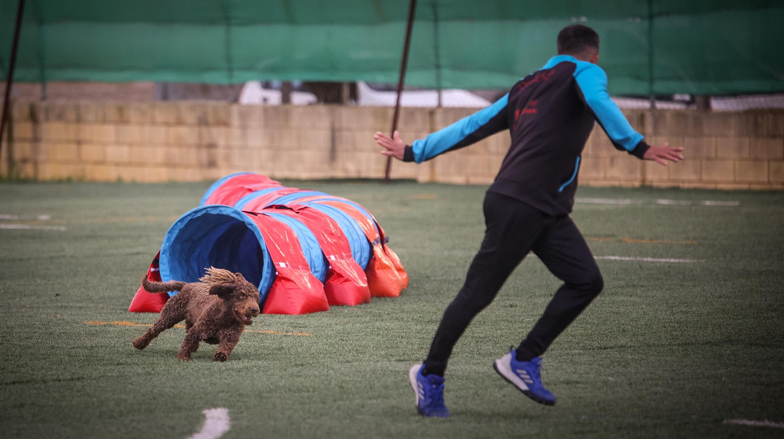 Habilidad canina en la prueba puntuable para el Campeonato de España de 'Agility' celebrado en Jerez Espectaculares las pruebas de disciplina canina puntuables para el Campeonato de España de Agility