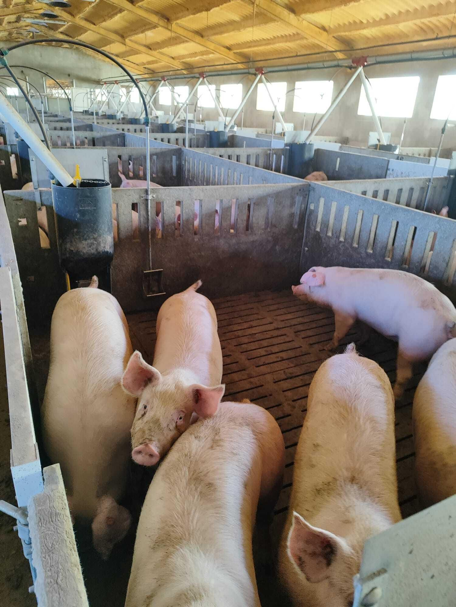 Cerdos de capa blanca de la explotación de Mari Carmen.