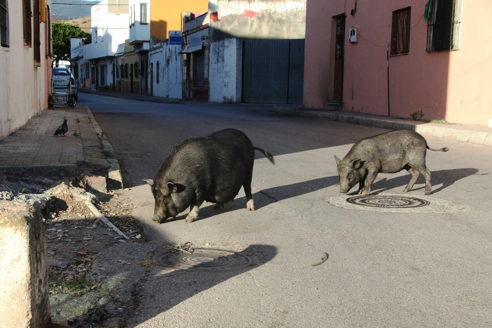 Una cerda vietnamita y su cría en la calle Extremadura de Algeciras.