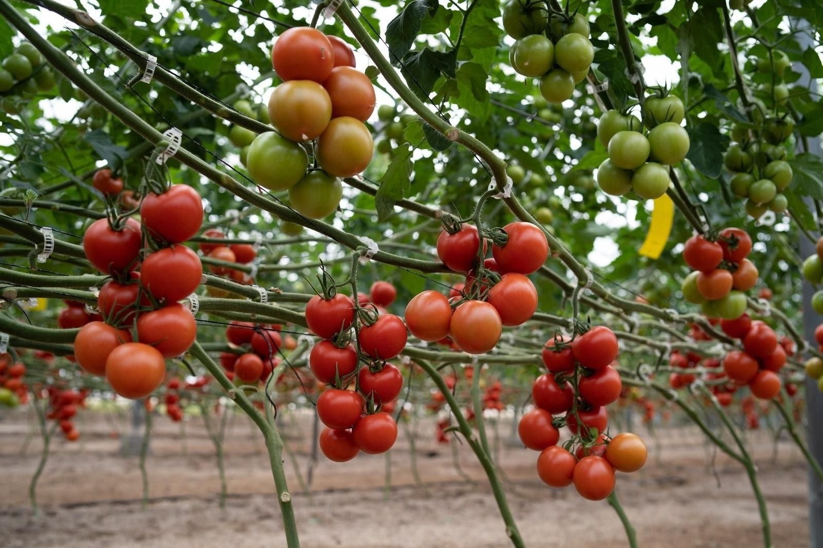 Una plantación de tomates