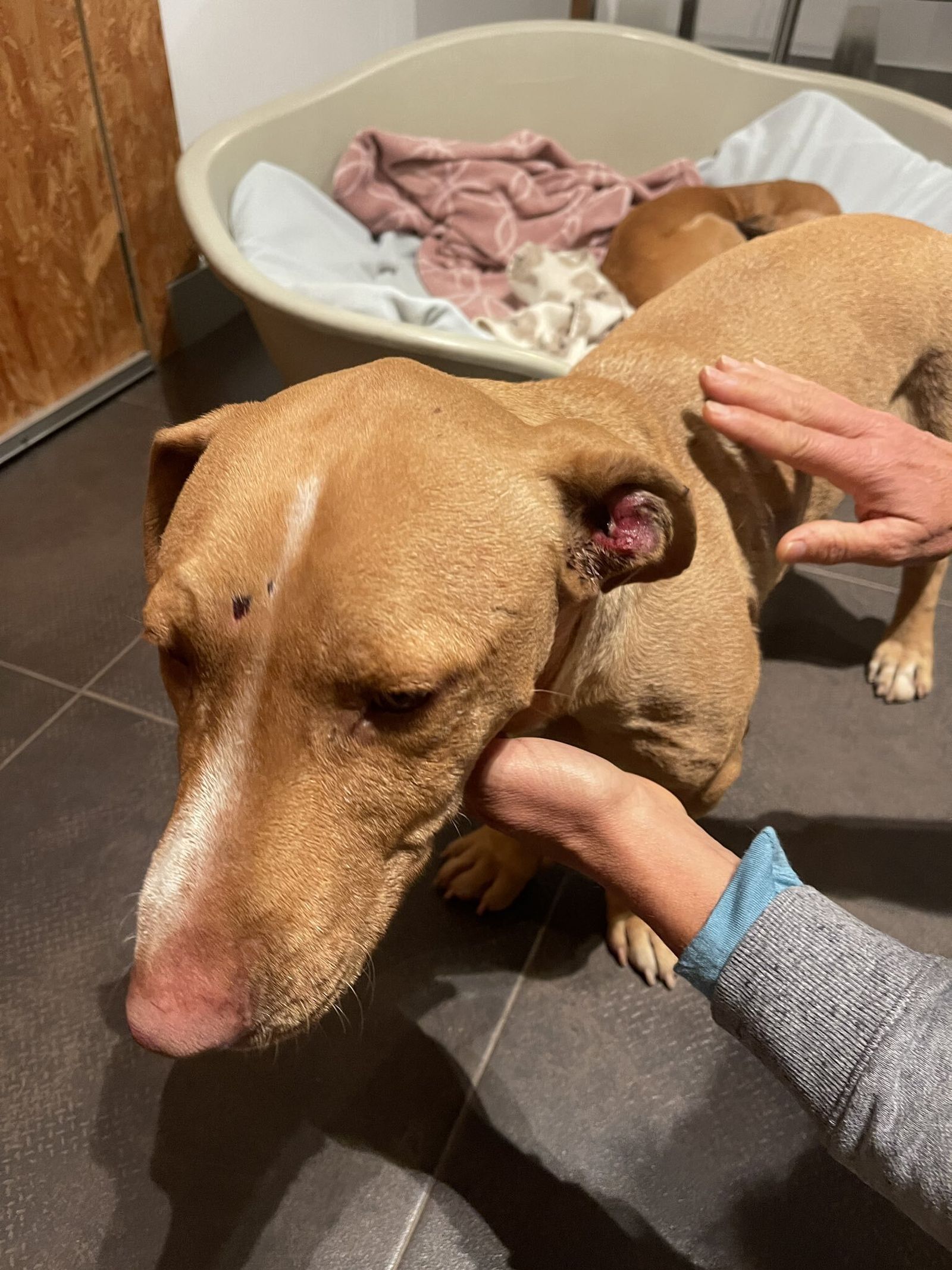 Heridas producidas por otros perros a Tiryon