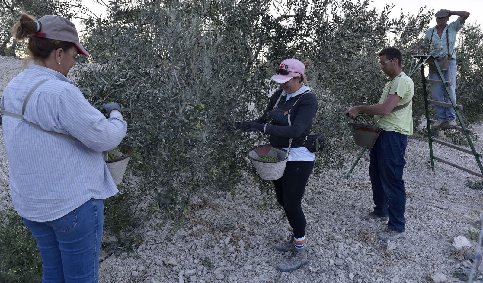 Recogida de aceitunas en la Sierra Sur de Sevilla.