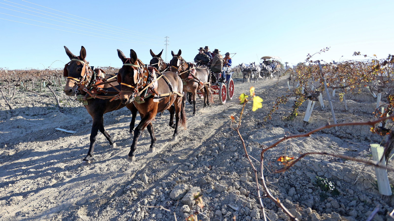 II Ruta Viñas de Jerez