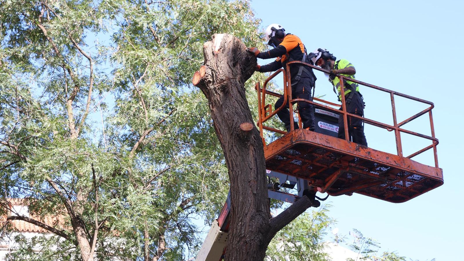 Operarios este viernes durante la tala de un ejemplar de gran porte en la plaza Quintero Báez.