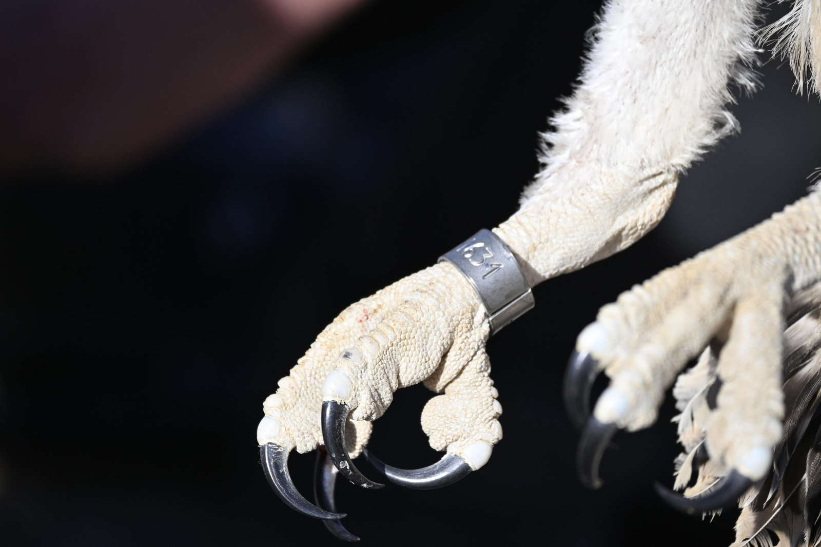 Anillamiento de tres pollos de águila pescadora nacidas en el Paraje Natural Marismas del Odiel