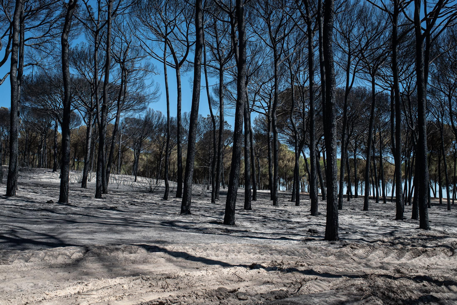 El rastro del incendio de Almonte en imágenes