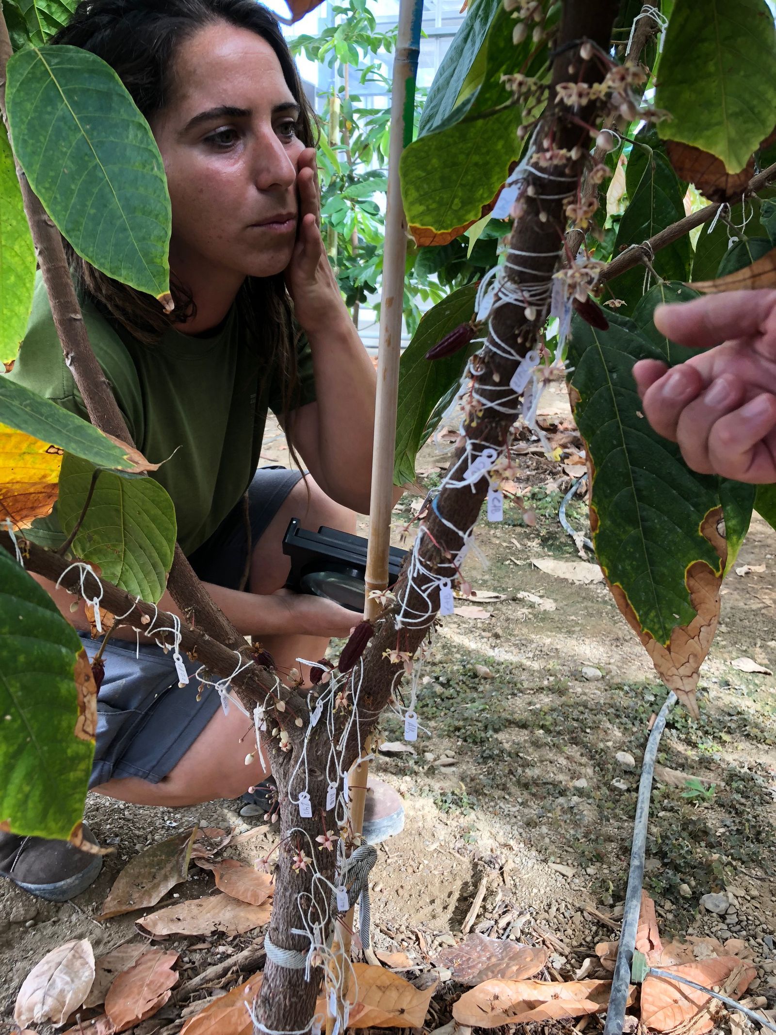 Una de las plantas de cacao