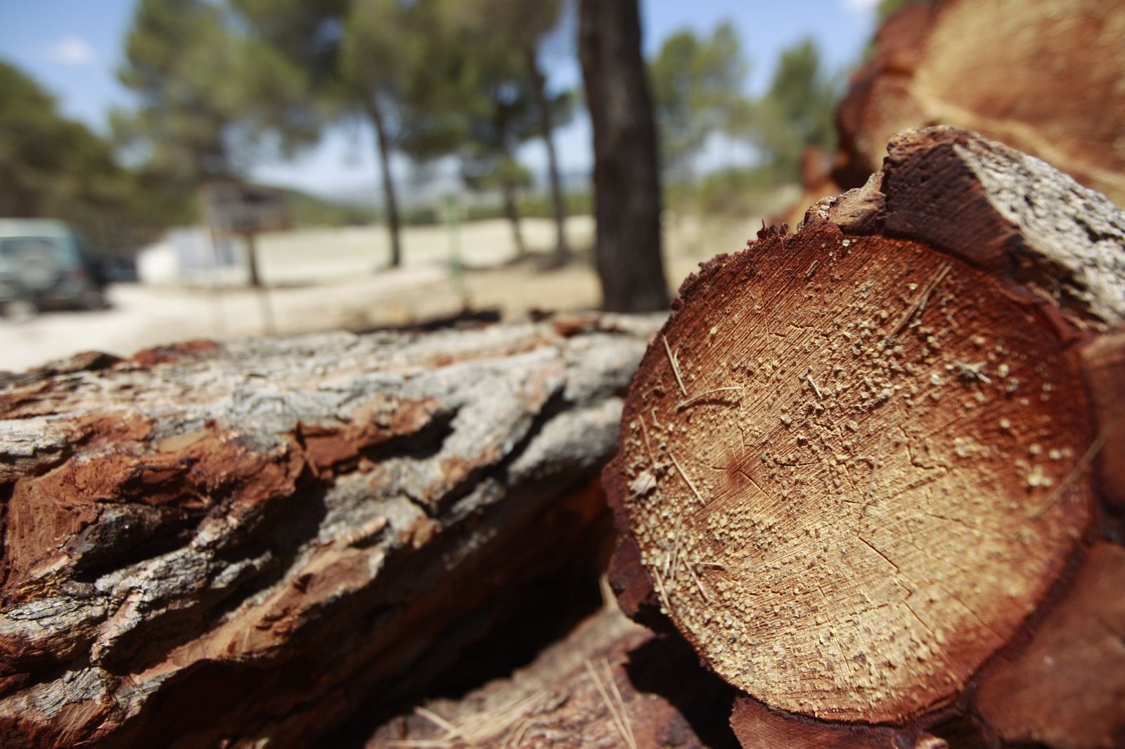 Imágenes de la sequía que golpea con dureza la producción de cereal en Los Vélez