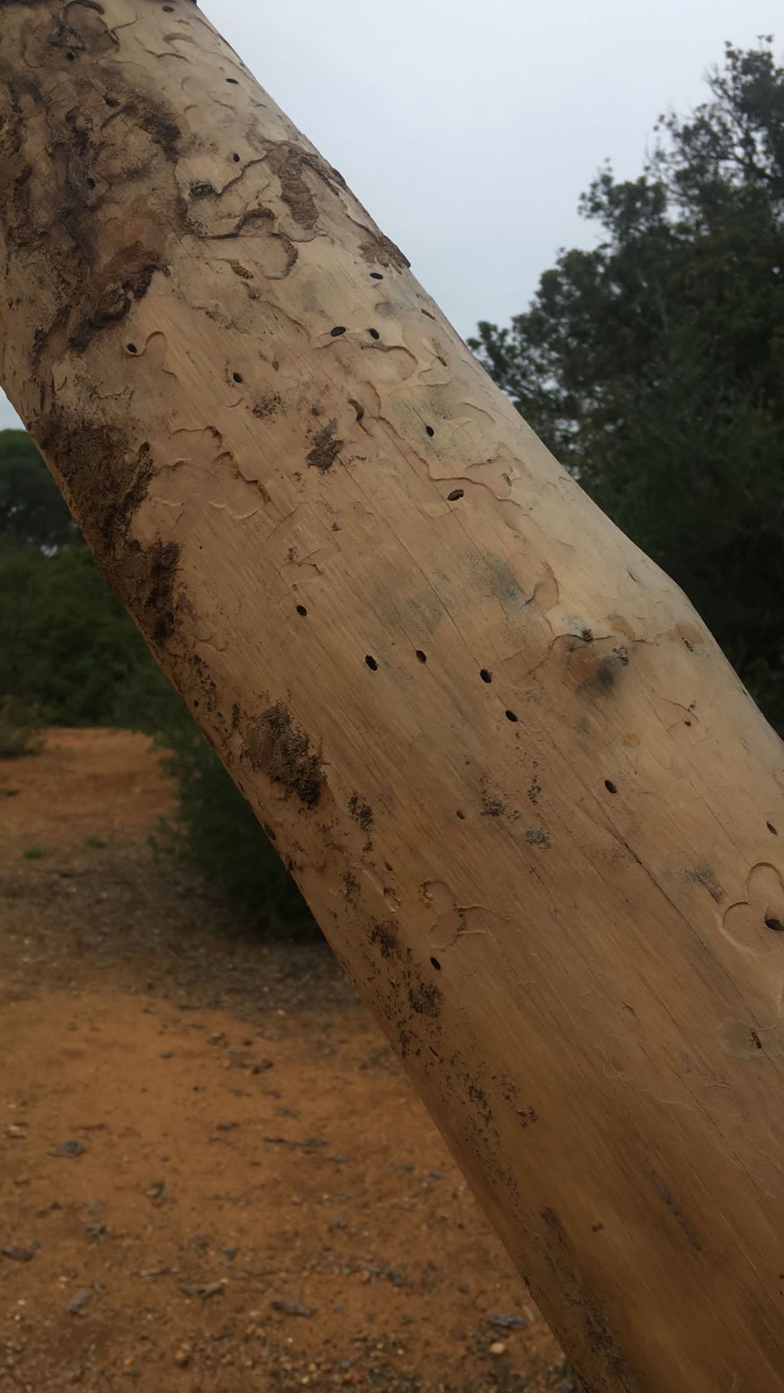 Uno de los árboles afectados