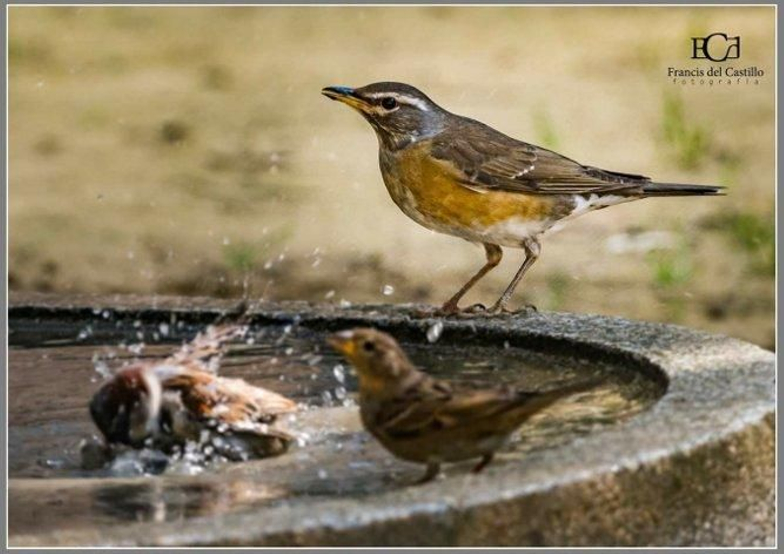 Imágenes del zorzal rojigrís siberiano en Cádiz