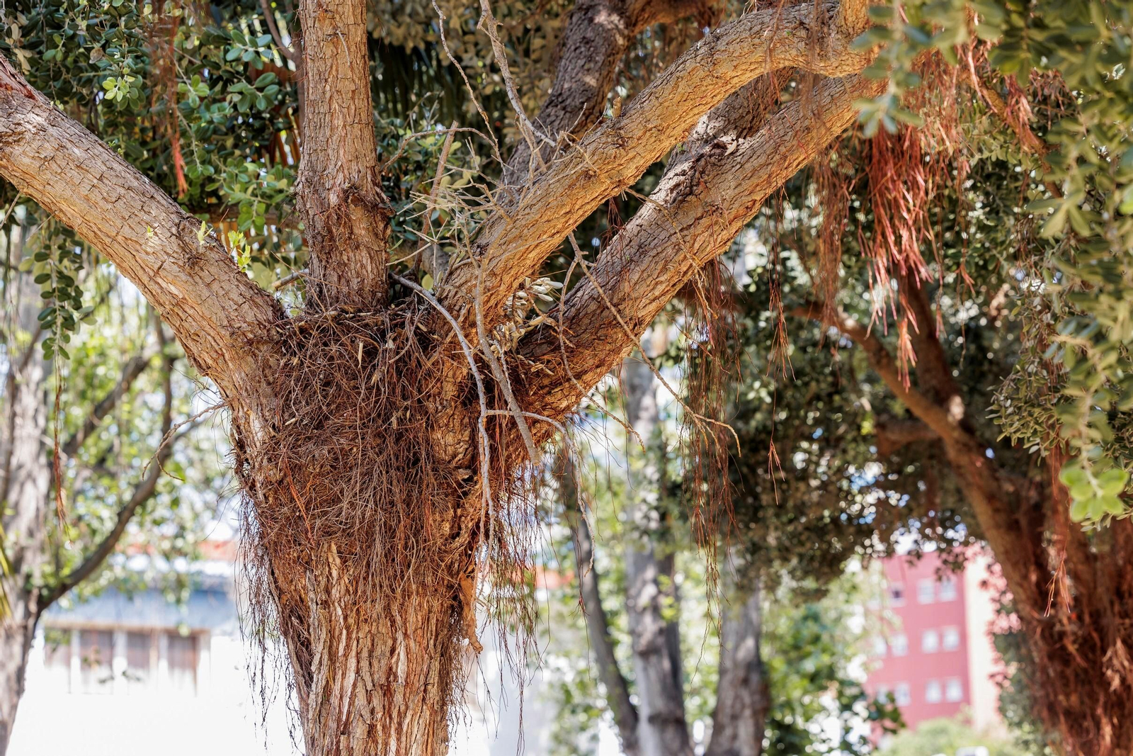 Las zonas verdes menos verdes de la ciudad de Cádiz