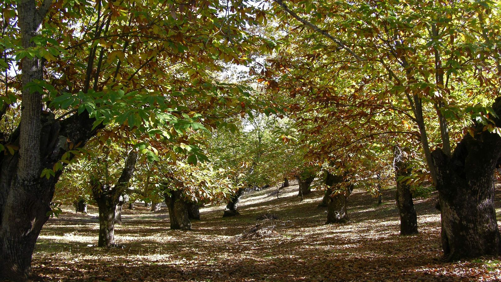 Castañar de Galaroza