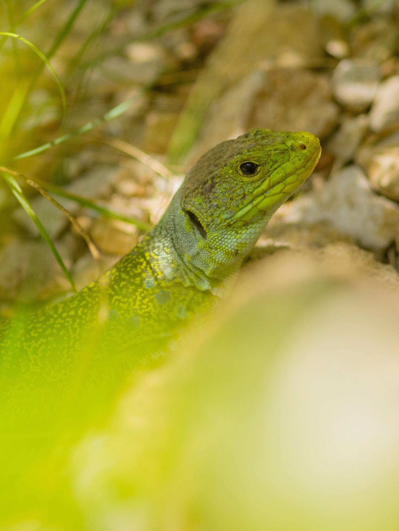 Lagarto ocelado.