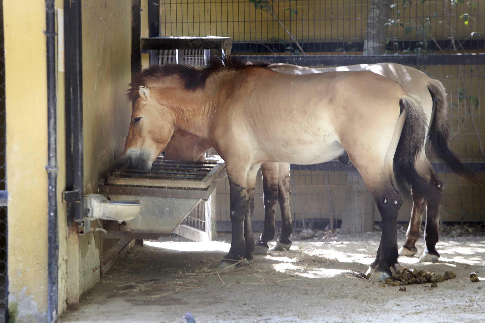 Los animales más viejos del Zoobotánico