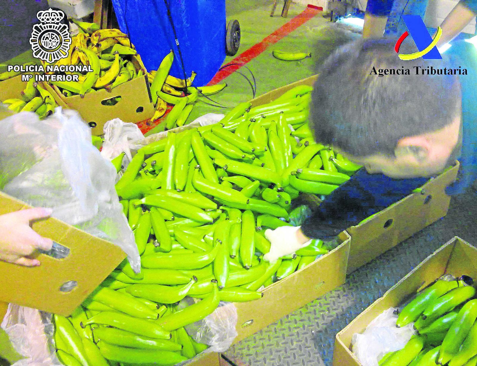 Los cilindros que simulaban ser plátanos en los que fue camuflada la cocaína.
